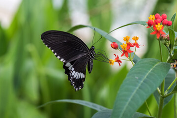 Beautiful Butterfly in nature with leaves.
