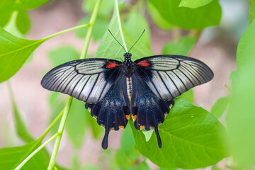 Beautiful Butterfly in nature with leaves.