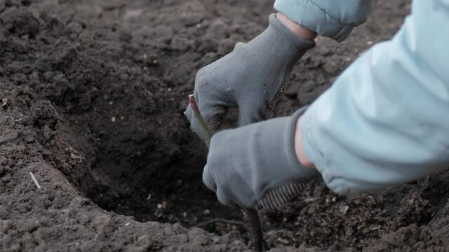 Planting a young bush in the ground in early autumn. Dig a hole with a shovel for planting seedlings.