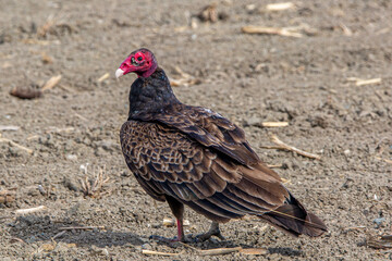 Turkey Buzzard
