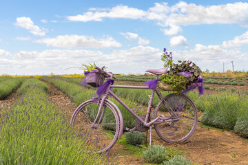 Fototapeta na wymiar A purple bike is used as a flower pot on a lavender field at lavender farm Azizo Lavender in the Golan Heights in Israel.
