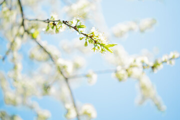 cherry blossom in spring