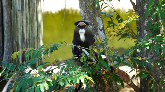 De Brazza's monkey on a tree in nature. Wild african animals