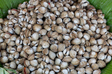 Fresh cockle in the market. Fresh Cockles in Thai fresh seafood market on ice.