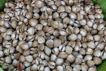 Fresh cockle in the market. Fresh Cockles in Thai fresh seafood market on ice.