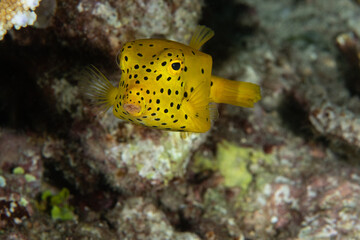 Yellow Boxfish, Ostracion cubicus closeup in tropical Andaman sea