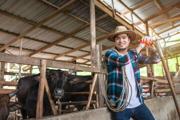 Fototapeta na wymiar Asian farmer with Wagyu – Japanese shorthorn, portrait of a wagyu cow of Japanese origin in farm thailand