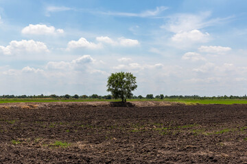 Fototapeta na wymiar Alone tree on meadow. Tree in full leaf in summer standing alone in a field against a steel sky.Tree in field with sunny day