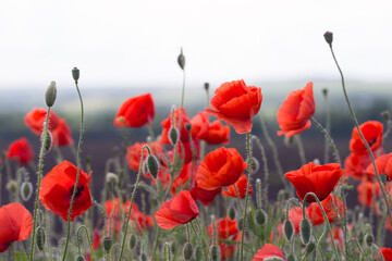 Obraz premium the poppies field