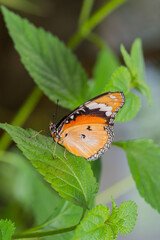 Beautiful Butterfly in nature with leaves.