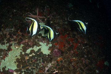 Moorish Idol fish in a tropical coral reef of Andaman sea