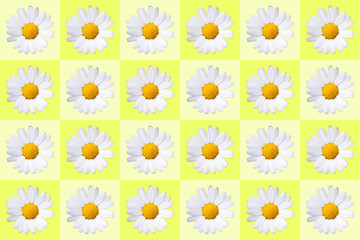 popart with twenty-four daisy blossoms on yellow colored background