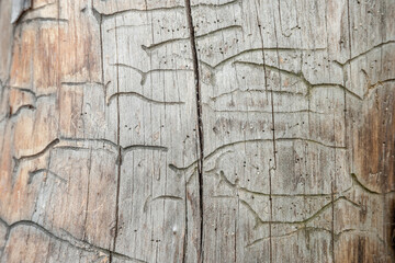 Tree trunk with grooved surface.