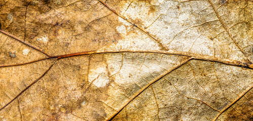 macro photo of an old brown oak leaf.