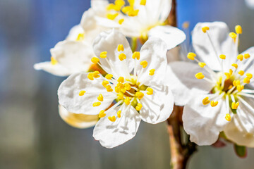 white plum blossoms against a blue sky background