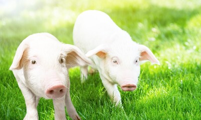 Obraz premium Piglet.