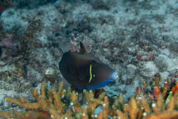 Flagtail triggerfish (Sufflamen chrysopterum) above the acropora coral in 
