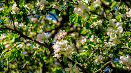 Flowers and buds on the branches of an Apple tree.