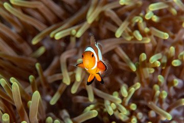 Ocellaris Clownfish, Amphiprion ocellaris swimming among the tentacles of its anemone home.
