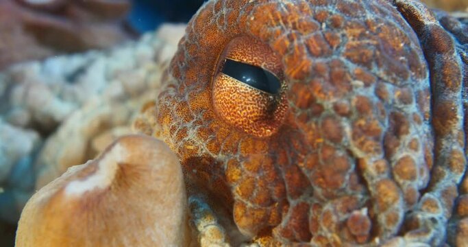 wrinkled octopus fish acting strange underwater hiding ocean scenery