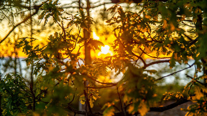 The sun's rays break through the leaves of a tree on the beach.