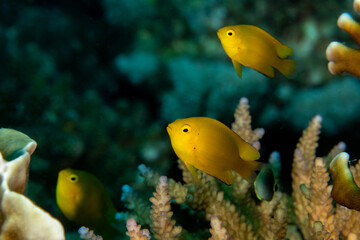 Lemon damselfishes, Pomacentrus moluccensis in a tropical coral reef od Andaman sea