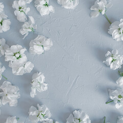 Top view of small white flowers on light gray concrete background. Floral frame of white little flowers. Place for your product here. 