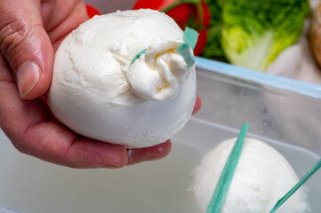 Cheese maker holds in hand fresh soft Italian cheese from Puglia, white balls of burrata or burratina cheese made from mozzarella and cream filling