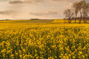Obraz premium zachód słońca nad polami rzepaku