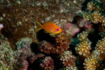Fototapeta na wymiar Sea Goldie, Pseudanthias squamipinnis in a tropical coral reef of Andaman sea
