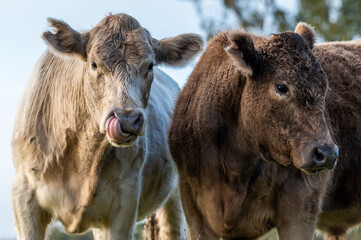 cattle grazing on grass