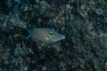 Close-up of a scythe / pallid triggerfish (Sufflamen bursa) on a coral reef s of the Andaman Sea,...