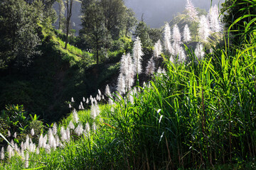 Sugar cane plants in the interior of the Island Santo Antao, Cape Verde