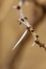 Decor Image Close Up