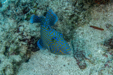 Yellowspotted Triggerfish, Pseudobalistes fuscus 