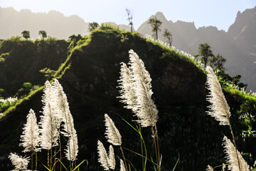 Sugar cane plants in the interior of the Island Santo Antao, Cape Verde
