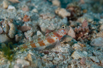Wide barred shrimpgoby, Amblyeleotris latifasciata in a tropical Andaman sea