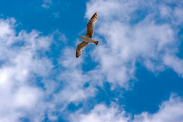 Single seagull flying on top of my head under tte bright blue cloudy sky
