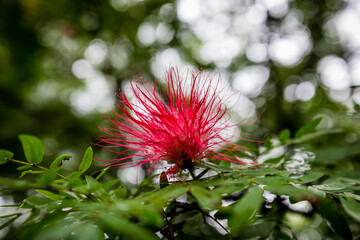 Tropical red flower closeup at Kuala Lumpur