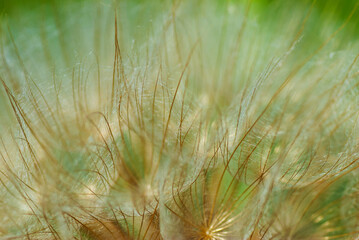 Dried up flower close-up, natural abstraction.