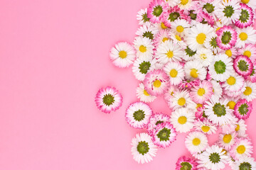 Spring daisy flowers composition on pink background.
