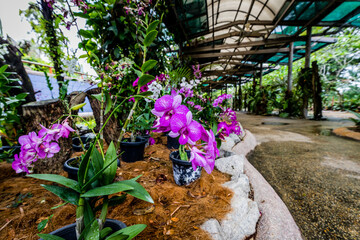 Orchids at Kuala Lumpur, Malaysia