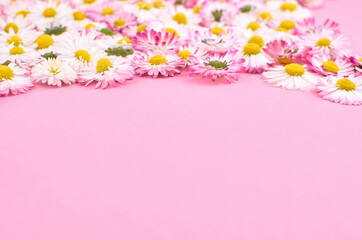 Spring chamomile flowers border on pink background