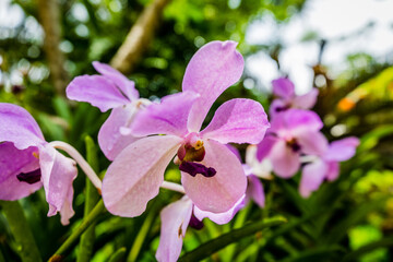 Orchids at Kuala Lumpur, Malaysia