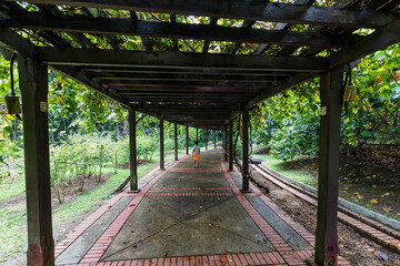 Obraz premium Botanical gardens, Kuala Lumpur, Malaysia