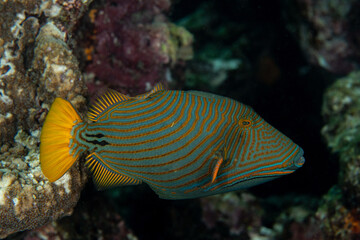 Orange-striped Triggerfish, Balistapus undulatus in a tropical coral reef
