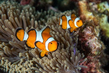 Fototapeta na wymiar Ocellaris Clownfish, Amphiprion ocellarisswimming among the tentacles of its anemone home. 