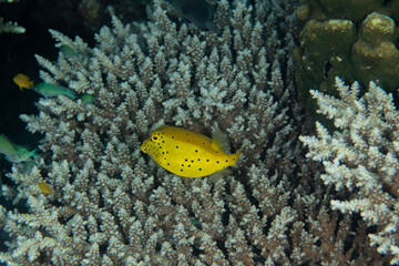 Yellow Boxfish, Ostracion cubicus closeup in tropical Andaman sea