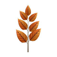 autumn leaf rowan or fall foliage on white background vector illustration design