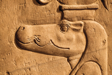 Crocodile head at the Kom Ombo temple in Egypt